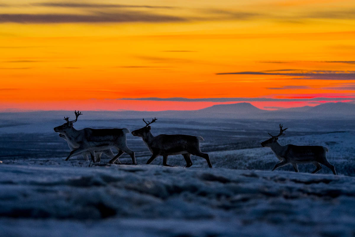 © Thomas Rasmus Skaug