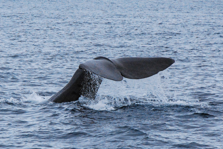 Glenn is the biggest spermwhale bull off Andenes © Knut Hansvold