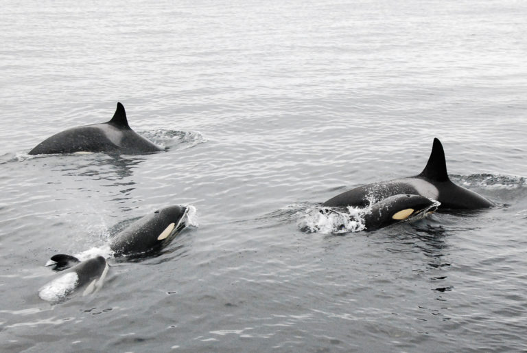 Orcas after hunting congratulating one another © Knut Hansvold