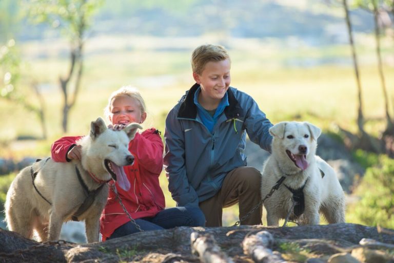 Hundekjøring kan også gjøres på sommeren © CH
