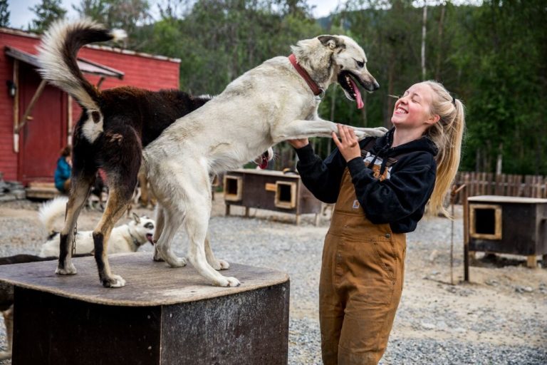 En av hundene til Trasti og Trine i Alta © Sara Johannessen