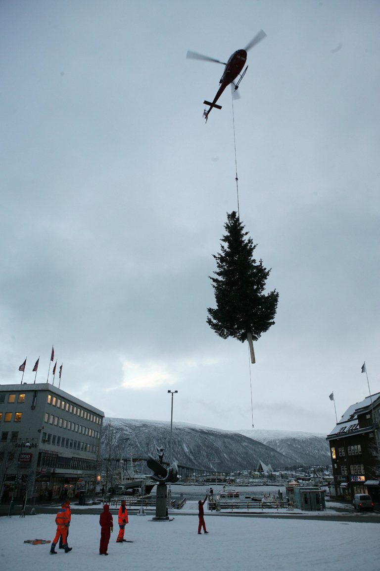 Men først må det hogges. Dette treet ble gitt som gave av en pensjonist i Tromsdalen, som sikkert syns det var greit å bli kvitt det © Yngve Olsen Sæbbe