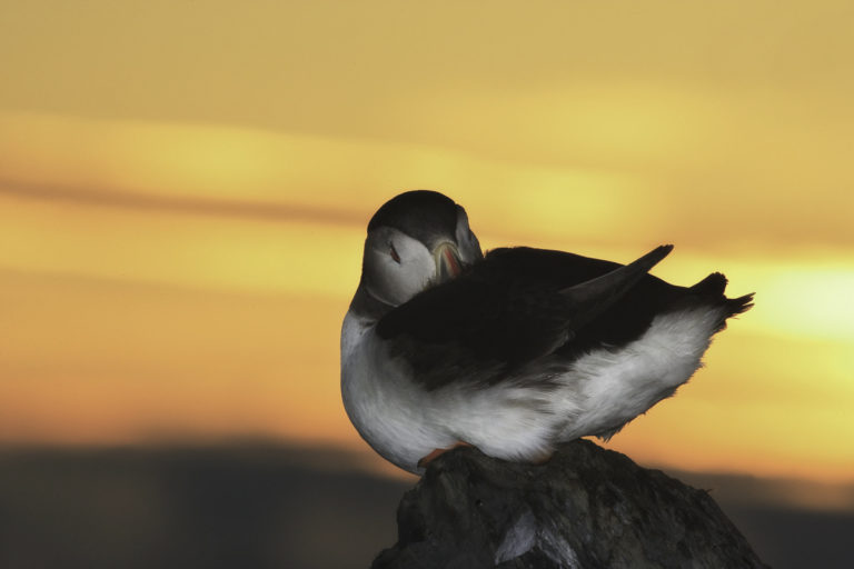 A puffin getting clean around midnight © Ole Jørgen Liodden/nordnorge.dev09.dekodes.no