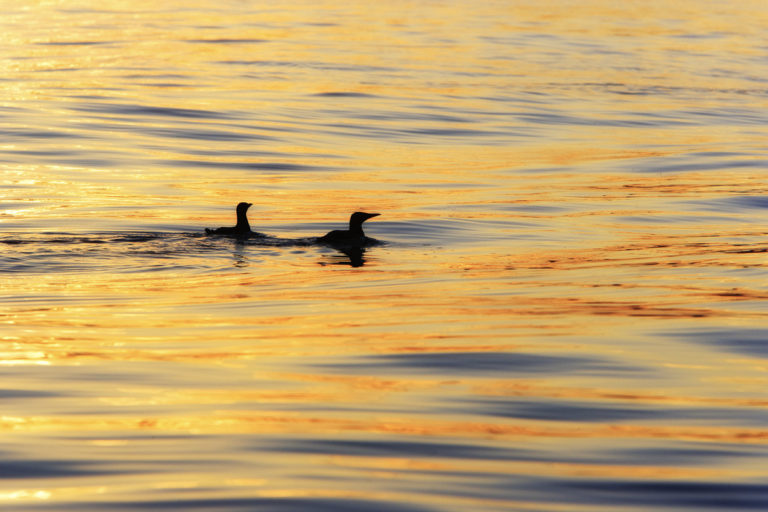 Guillemots at midnight © Ole Jørgen Liodden/nordnorge.dev09.dekodes.no