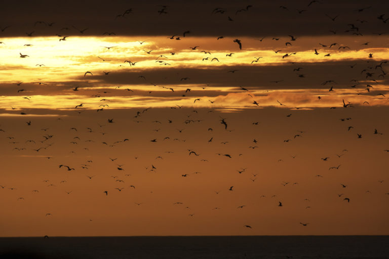 Birds fly in Midnight Sun near Vardø © Ole Jørgen Liodden / nordnorge.dev09.dekodes.no