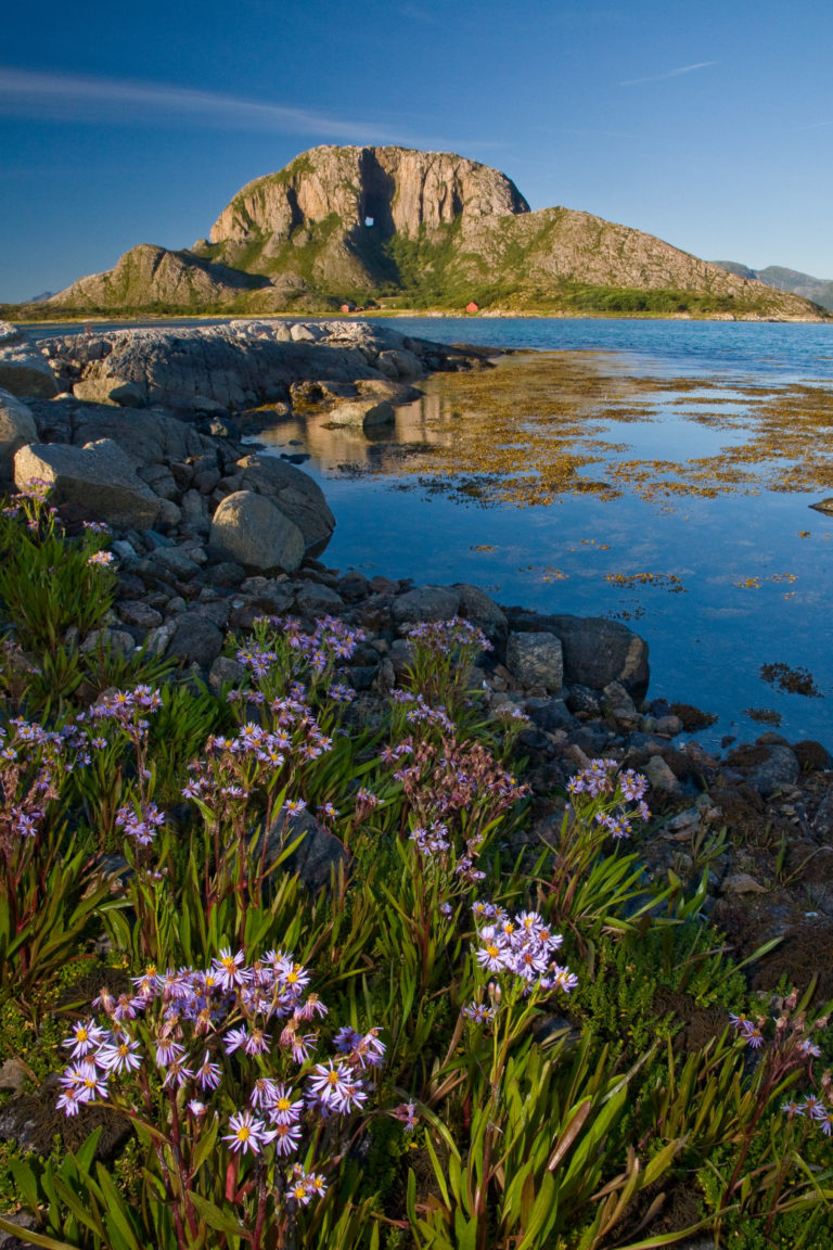 Brønnøykongen kasta hatten, og sånn gikk det © Ronny Lien