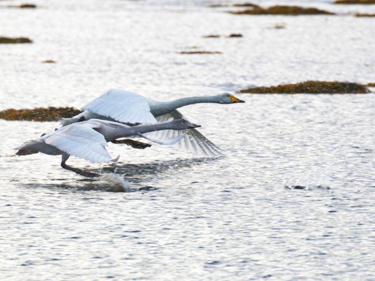Whooper swans © Huset på Yttersiden