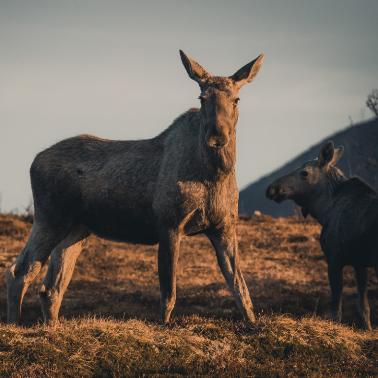 Elg i solned...øh..elg i midnattssol © Vesterålen Tours