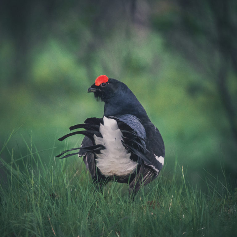 A grouse trying his best to attract the females © Vesterålen Tours
