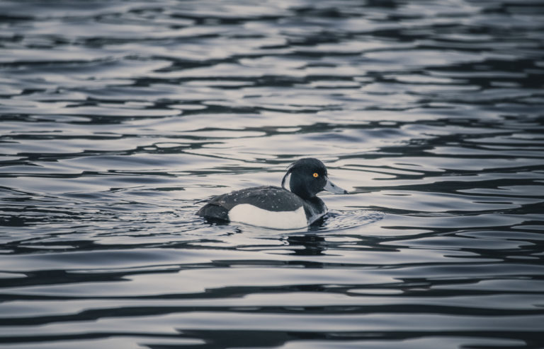 Tufted duck © Vesterålen Tours