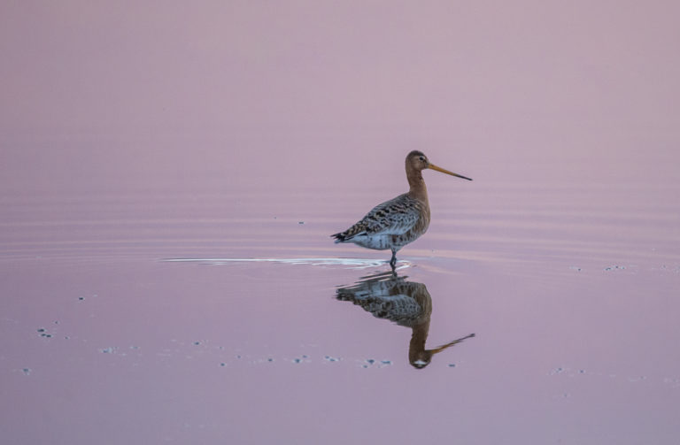 A snipe in Midnight light © Vesterålen Tours