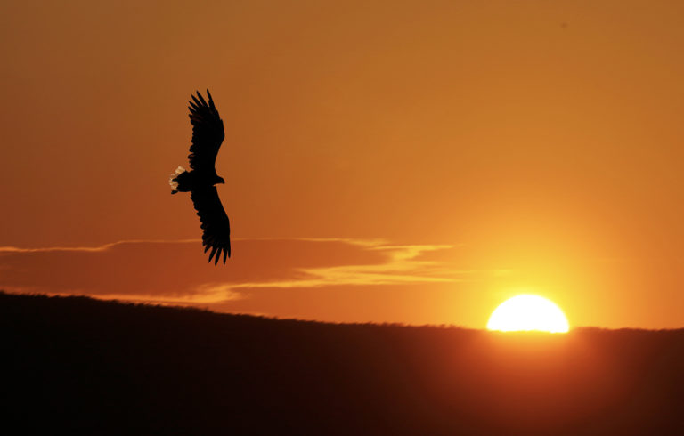 White tailed eagle...you see the white tail feathers © Michael Ulriksen