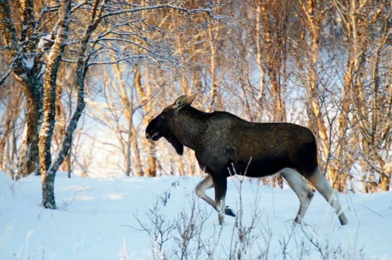 The king of the forest © Huset på Yttersiden