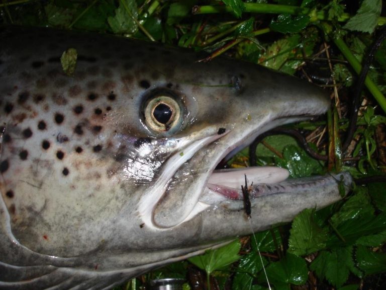 Celebrity trout © Ken-Gøran Grøtte Pedersen