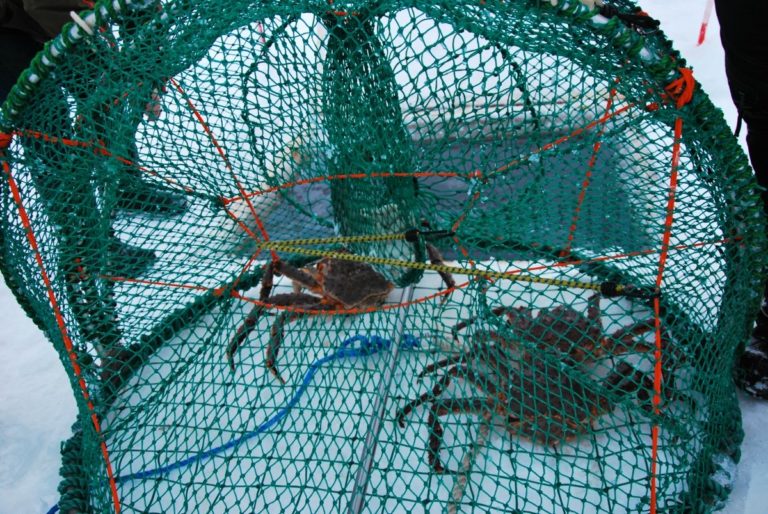 Teiner fulle av krabber © Knut Hansvold