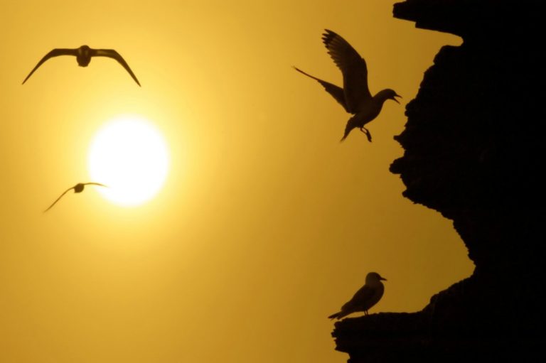 Kittiwakes in the midnight sun © Bjarne Riesto riesto.no /www.nordnorge.dev09.dekodes.no