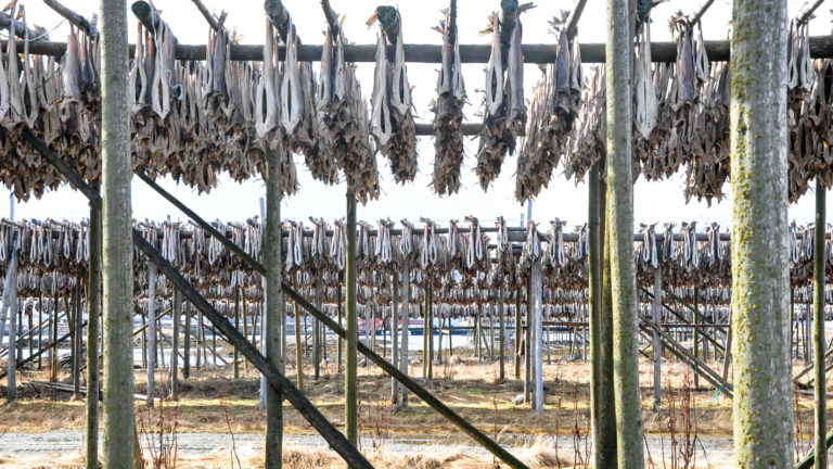 Stockfish on racks on Røst Island a day in April. Photo: Knut Hansvold / nordnorge.dev09.dekodes.no