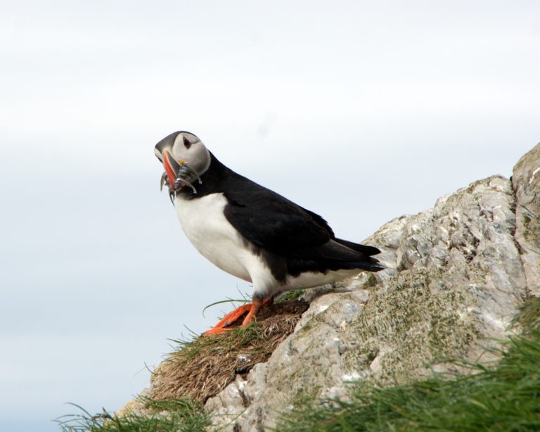 Curious puffin holding on tight to those fish © Are Olaussen