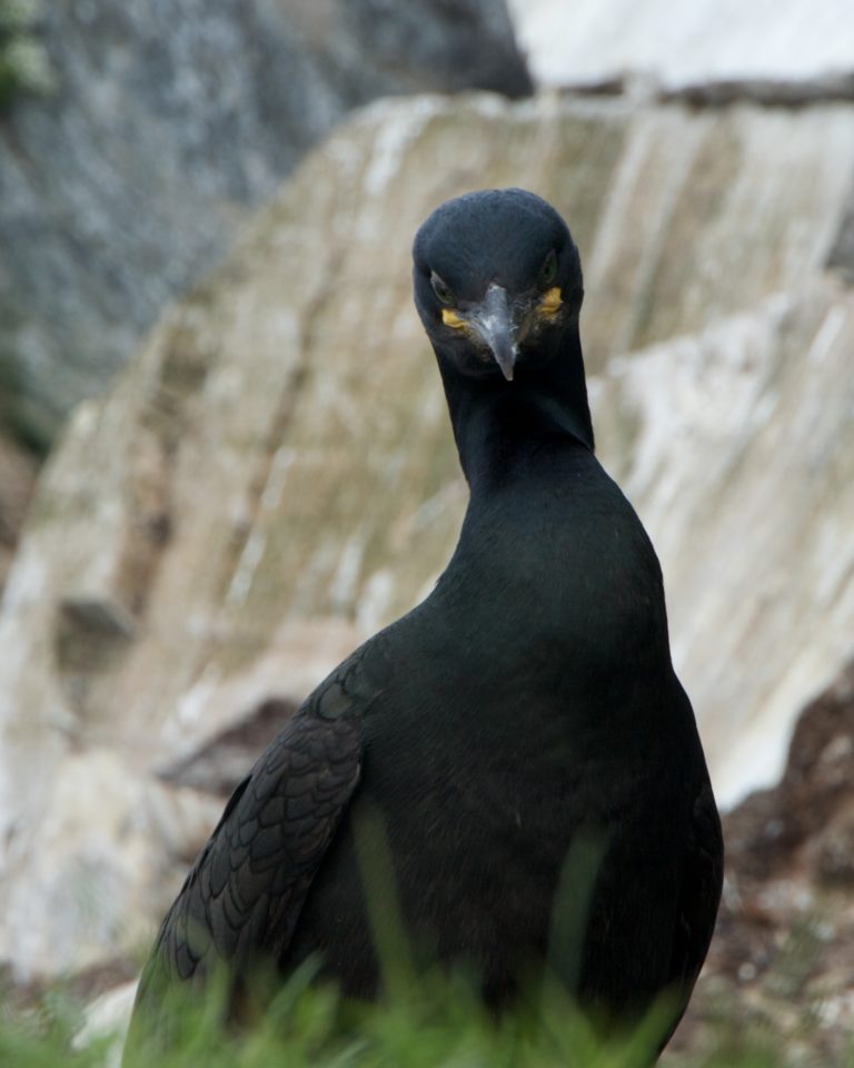 A cormorant taking great interest © Are Olaussen