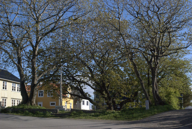 In sheltered positions, there fully grown trees © Knut Hansvold