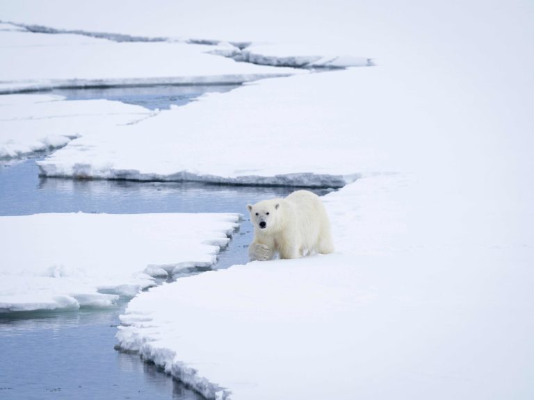 A bear on the hunt © Topptur pa svalbard