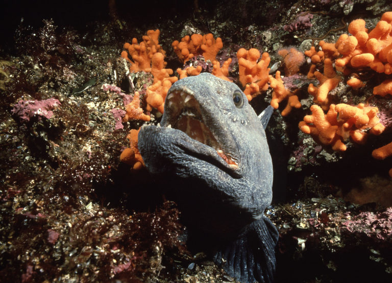Wolffish in the Saltstraumen current © Vebjørn Karlsen