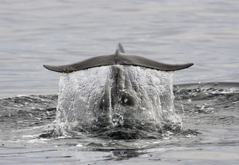 Nok et dykkebilde © Marten Bril