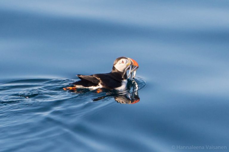 Puffin with sandeels in its beak © Hannaleena Vaisanen