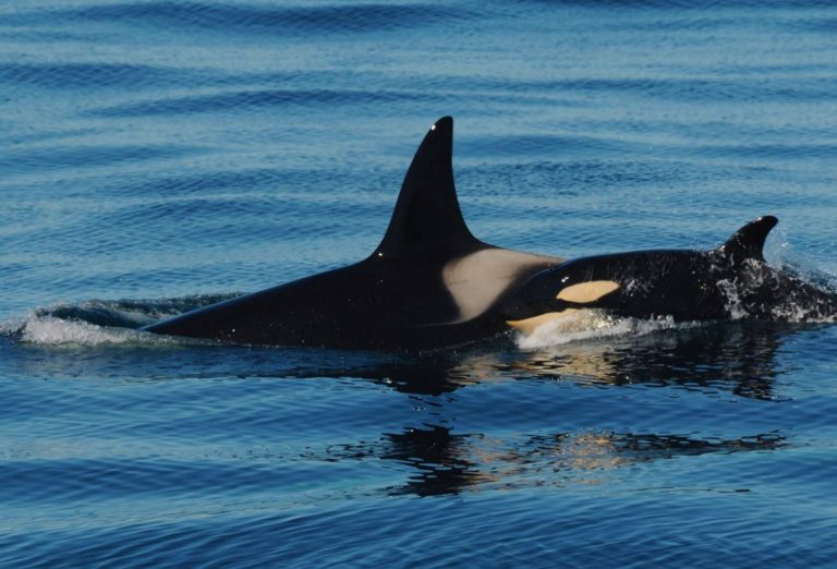 Killer whales gliding along the surface © Hannaleena Vaisanen