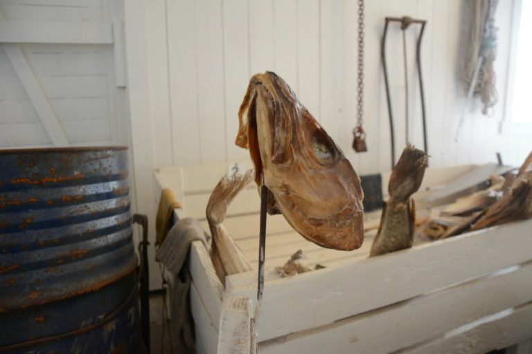 Heads after the removal of the tongue © Knut Hansvold