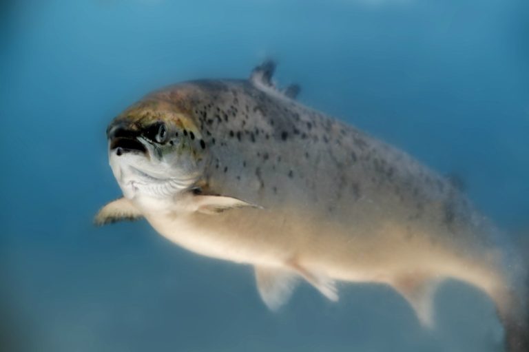 A Salmon fish avoiding the fishermen © Øyvind Stavnes/Akvakultur i Vesterålen