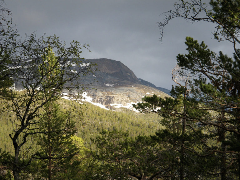Through the trees the rocky exposed peaks tower into the skyline © Storjord Hotel
