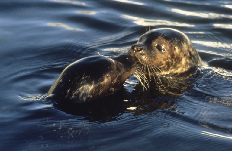 Seals playing in the waters © Lofotakvariet