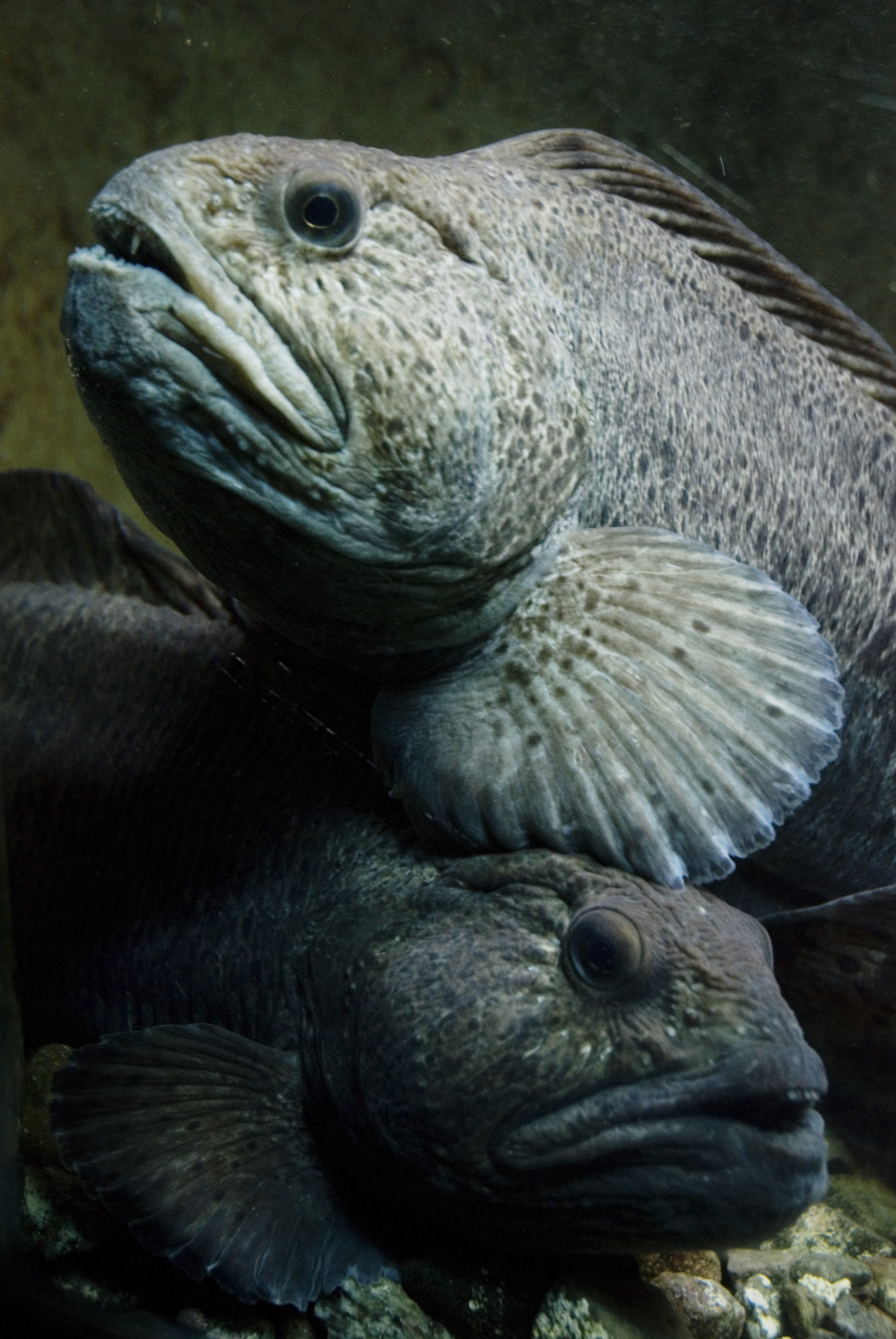 The peaceful and social wolf fish © Lofotakvariet
