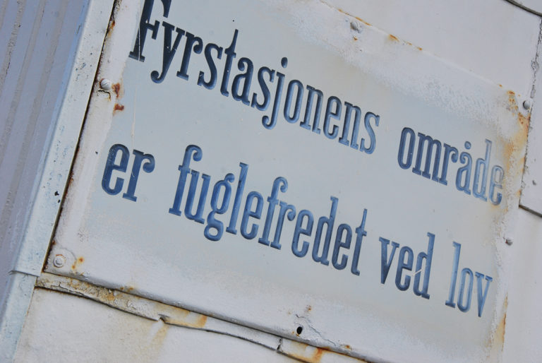'The area around the lighthouse is a bird sanctuary by law' © Knut Hansvold