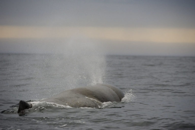 You do hear the breathing when the whale appears from a thousand metres © Marten Bril