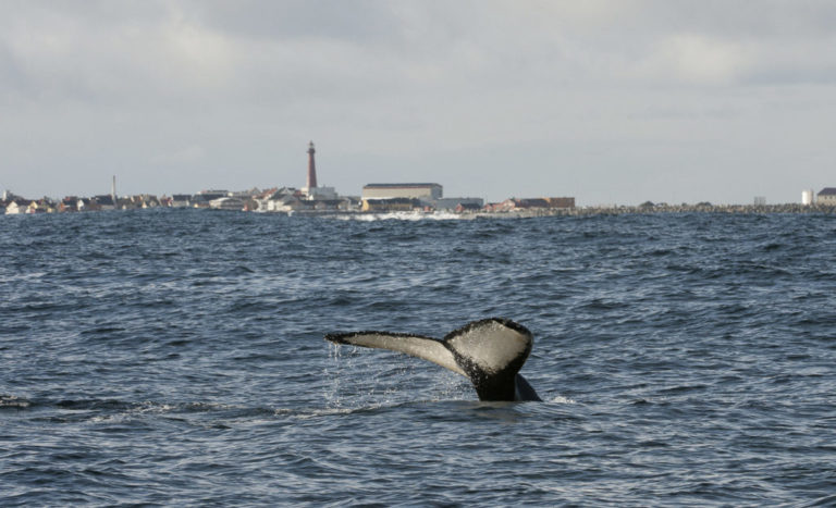 Right off Andenes, the ocean floor is very deep © Marten Bril