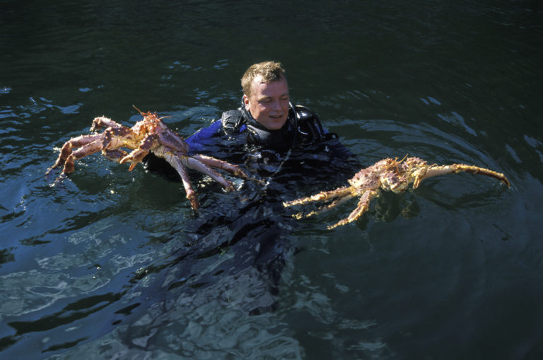 Divers harvest king crabs where they’re crawling around on the seafloor.