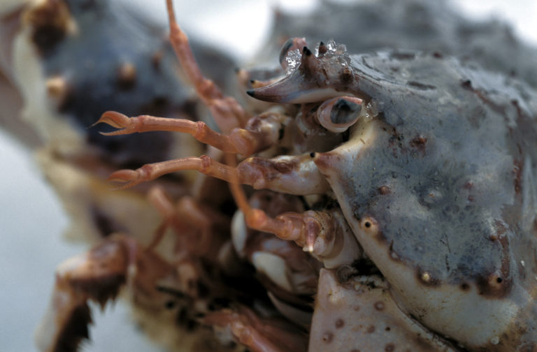 Close up © Terje Rakke/Nordic Life