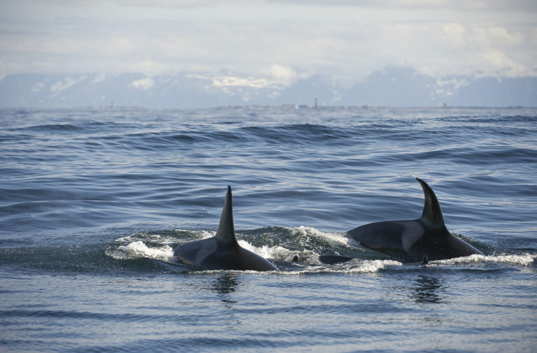 Spekkhogger i Andfjorden © Marten Bril