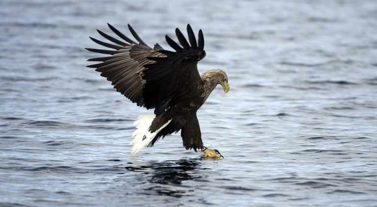 A white tailed eagle landing © Marten Bril