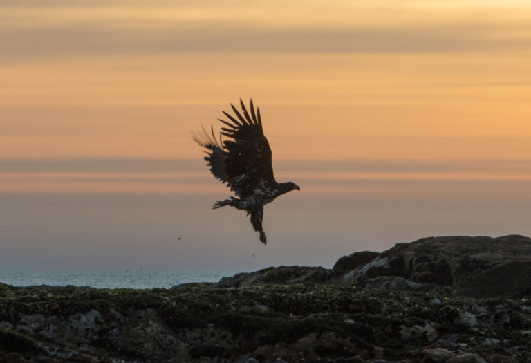 White-tailed eagle hunting at midnight © Marten Bril