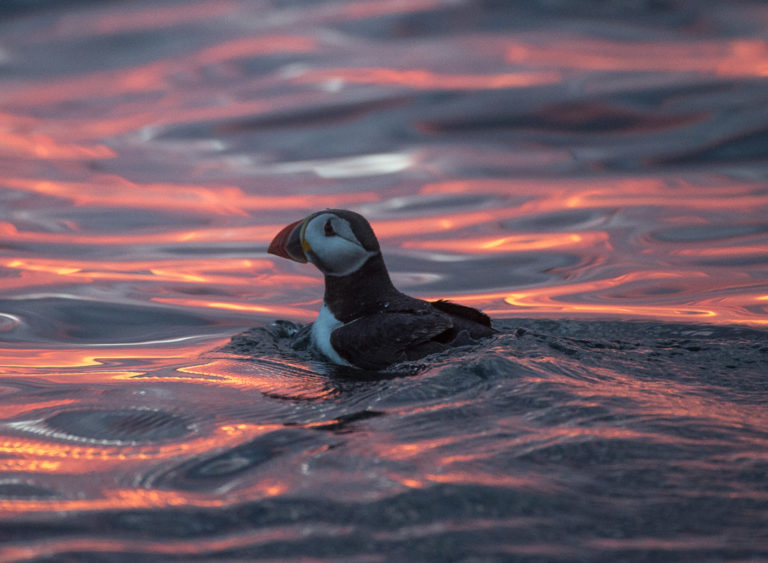 Elg i solnedgang? Her er det lunde i midnattssol © Marten Bril/Seasafari Andenes