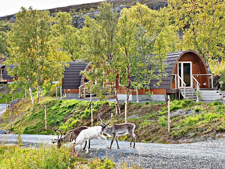 Reindeer grazing outside the Kirkenes Snow Hotel © Kirkenes Snow Hotel