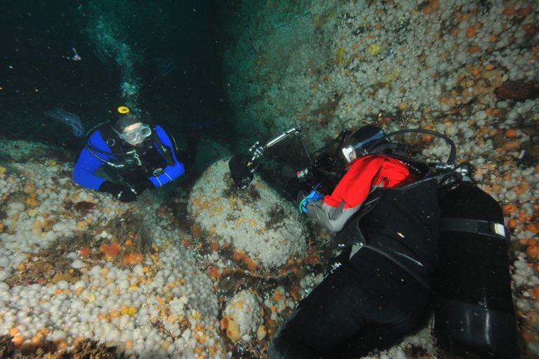Diving into the current © Vebjørn Karlsen