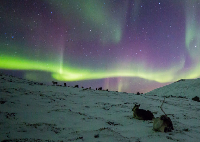 På Rekvikfjellet møtte vi både han Rudolf og ho Aurora © William Copeland