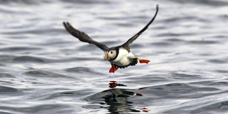 Landing © Marten Bril