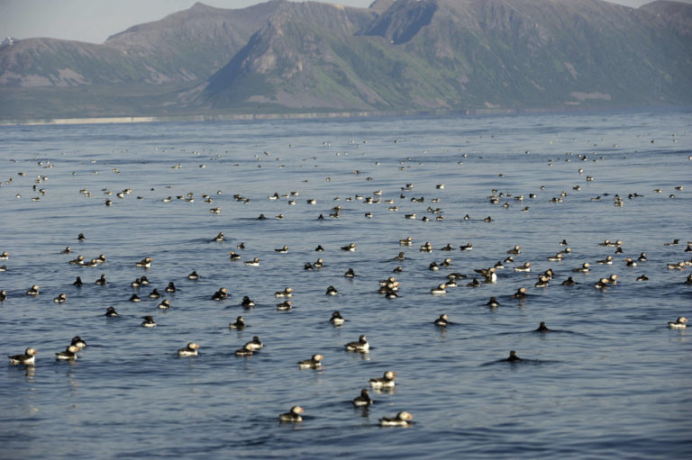 Myriads of puffins © Marten Bril