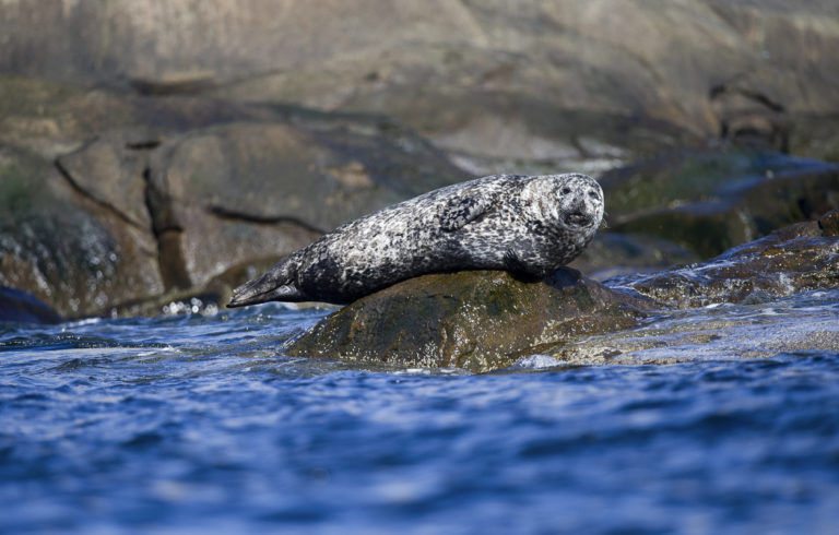 Seals feed on the same fish as the birds © Marten Bril