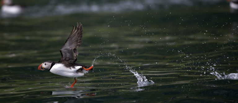 Taking off © Marten Bril